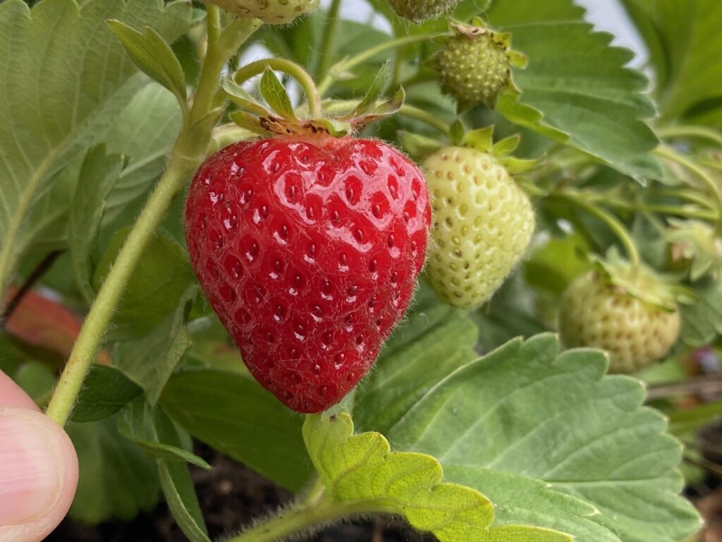 June 14, 2022 Strawberries