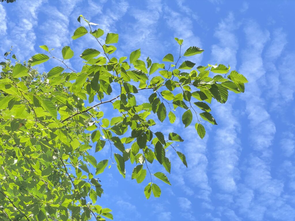 July 14, 2022 Blue Skies & Green Leaves
