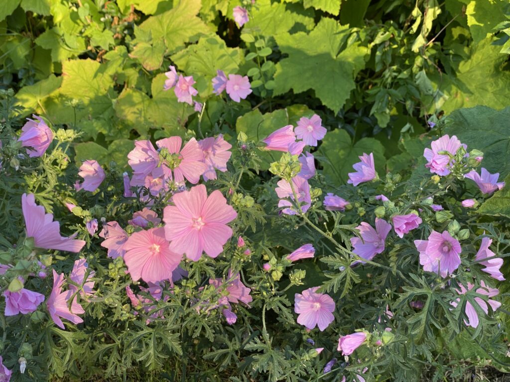 August 11, 2022 Pink Flowers