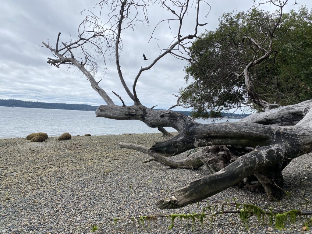 August 26, 2022 On the Shores of Carr Inlet in Puget Sound (sx̌ʷəbabš)