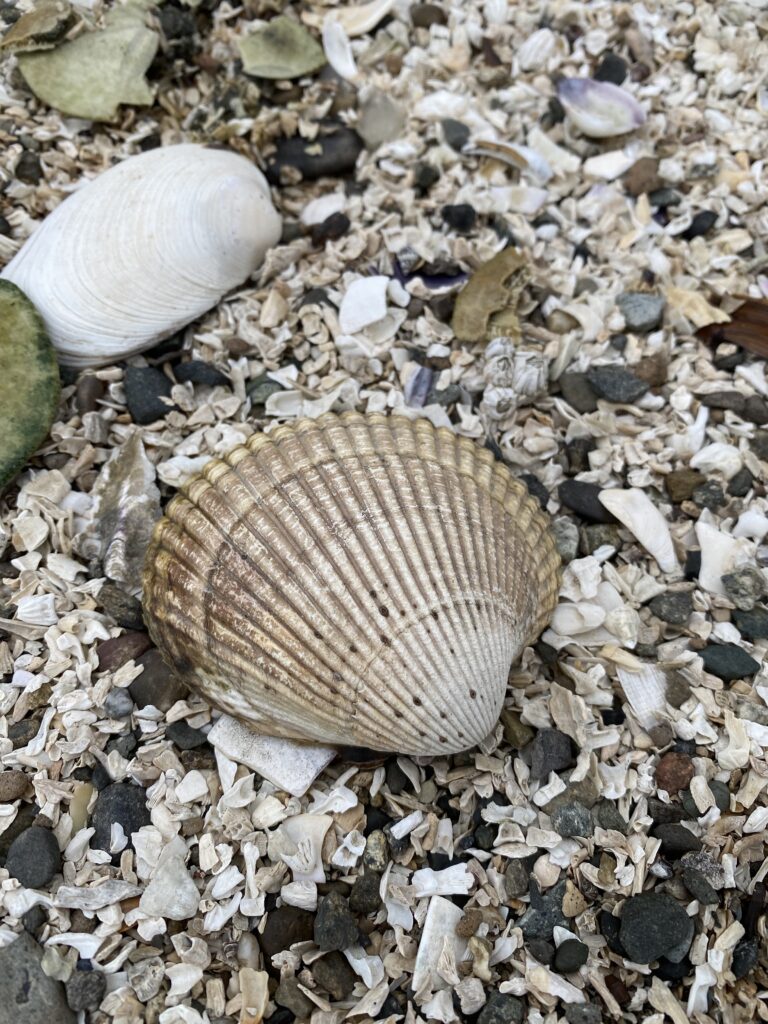 August 27, 2022 Cedars & Shells by the Salish Sea Shore (sx̌ʷəbabš)