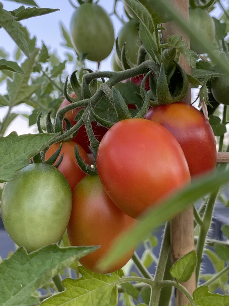 August 30, 2022 Tomatoes