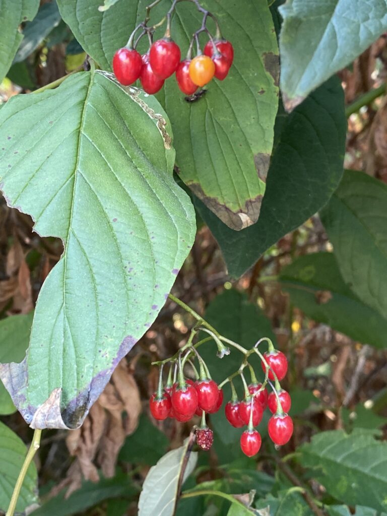 October 6, 2022 Berries on the Creek