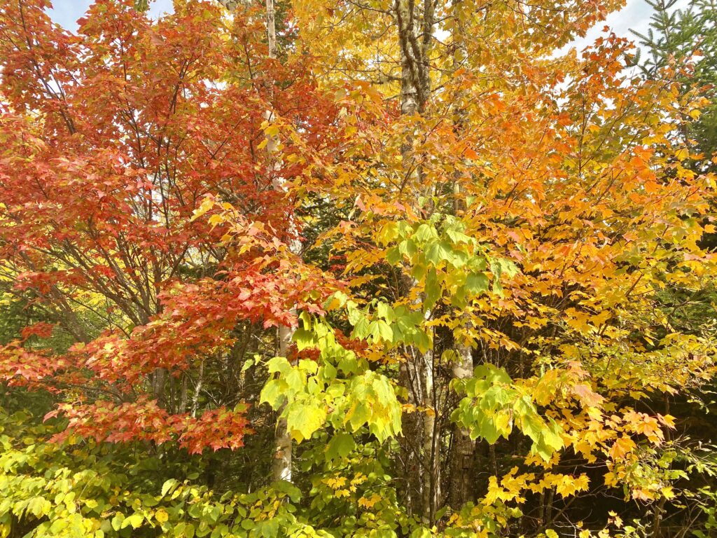 October 1, 2022 Autumn Colours and Changing Leaves in New Brunswick