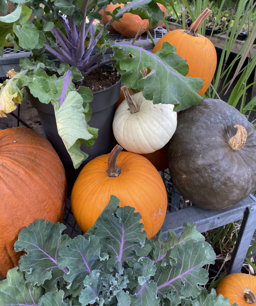 October 21, 2022 Leaves & Gourds