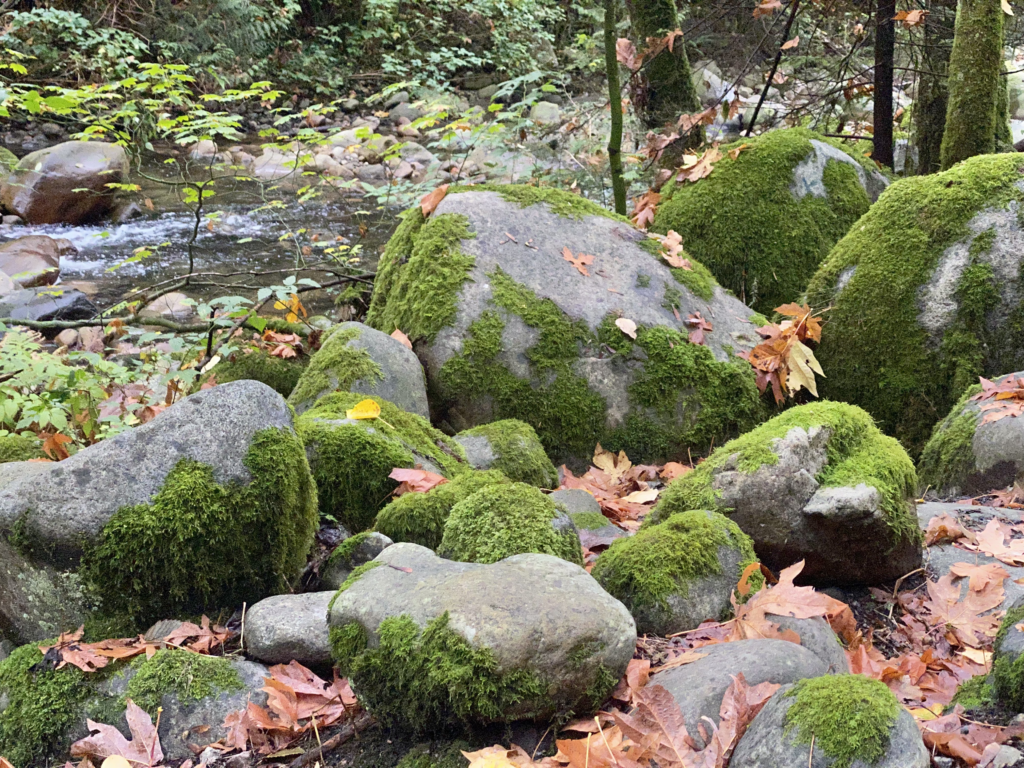 October 25, 2022 Lush Textures of Moss & Lichen