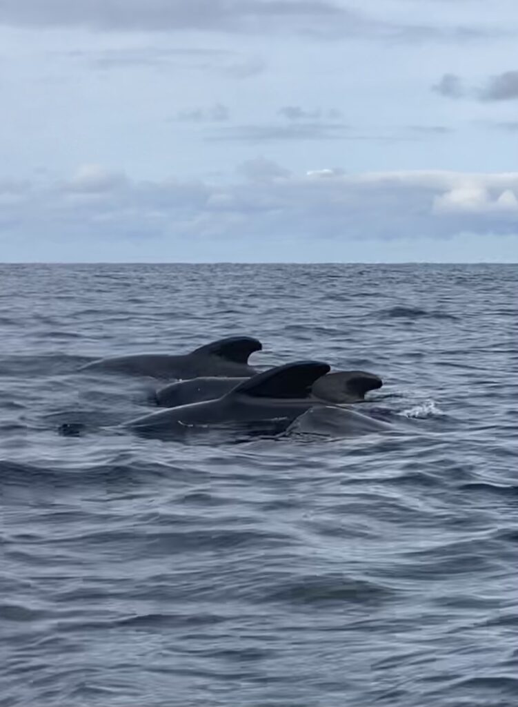 September 20, 2022 Long-finned Pilot Whales in Pleasant Bay, Nova Scotia
