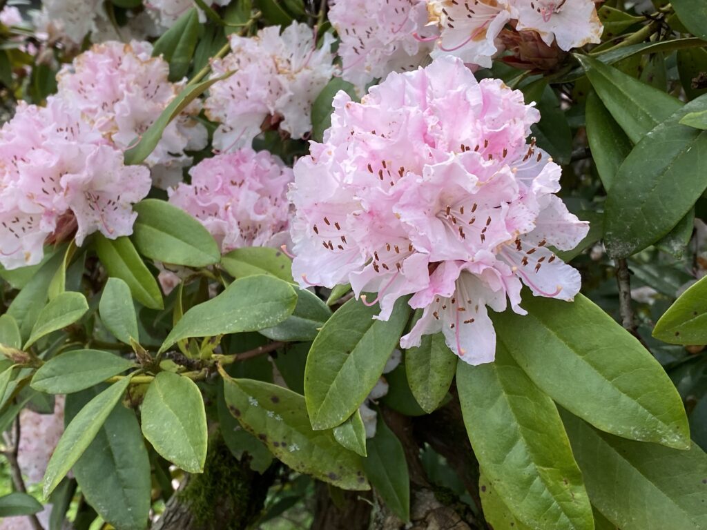 April 16, 2022 Bird Songs and Rhododendrons