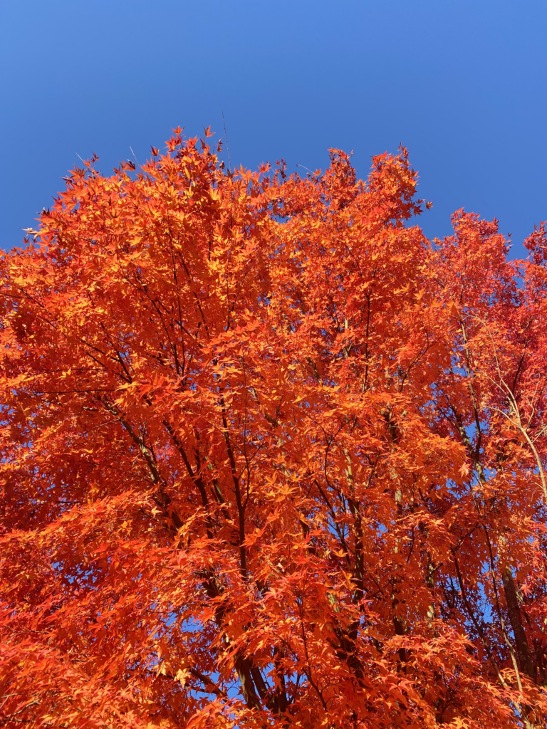 November 18, 2022 Trees Ablaze with Red