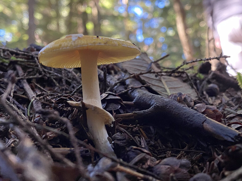 West Coast Mushroom Identification Course