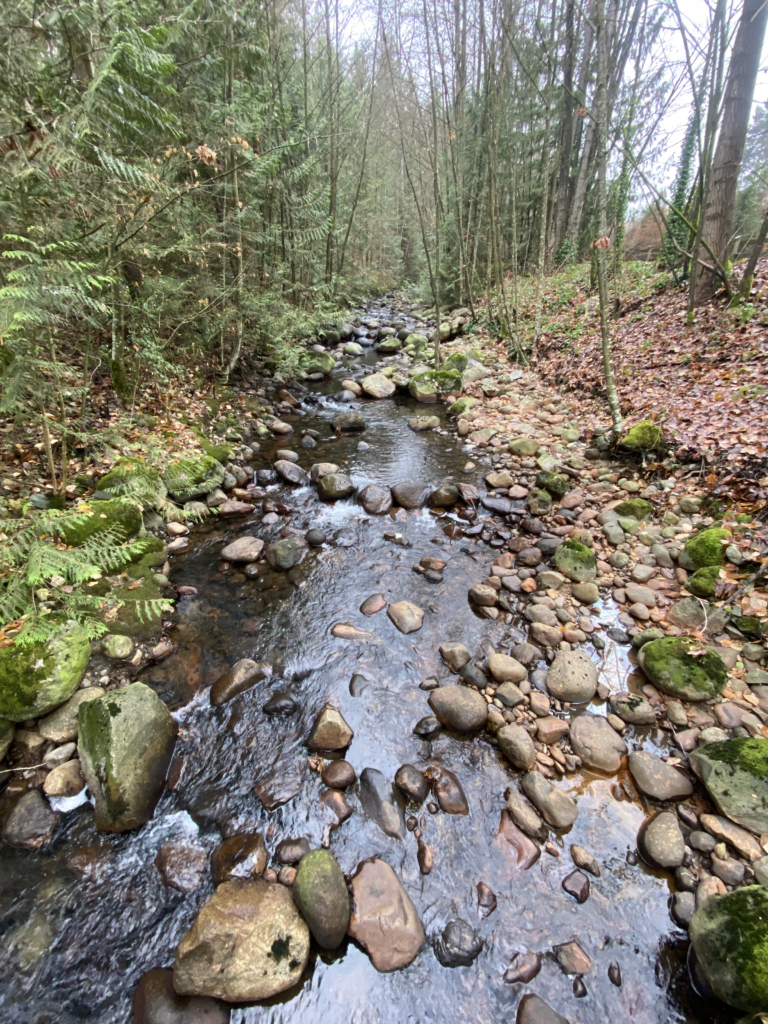 December 16, 2022 Creek at the Tail of Autumn