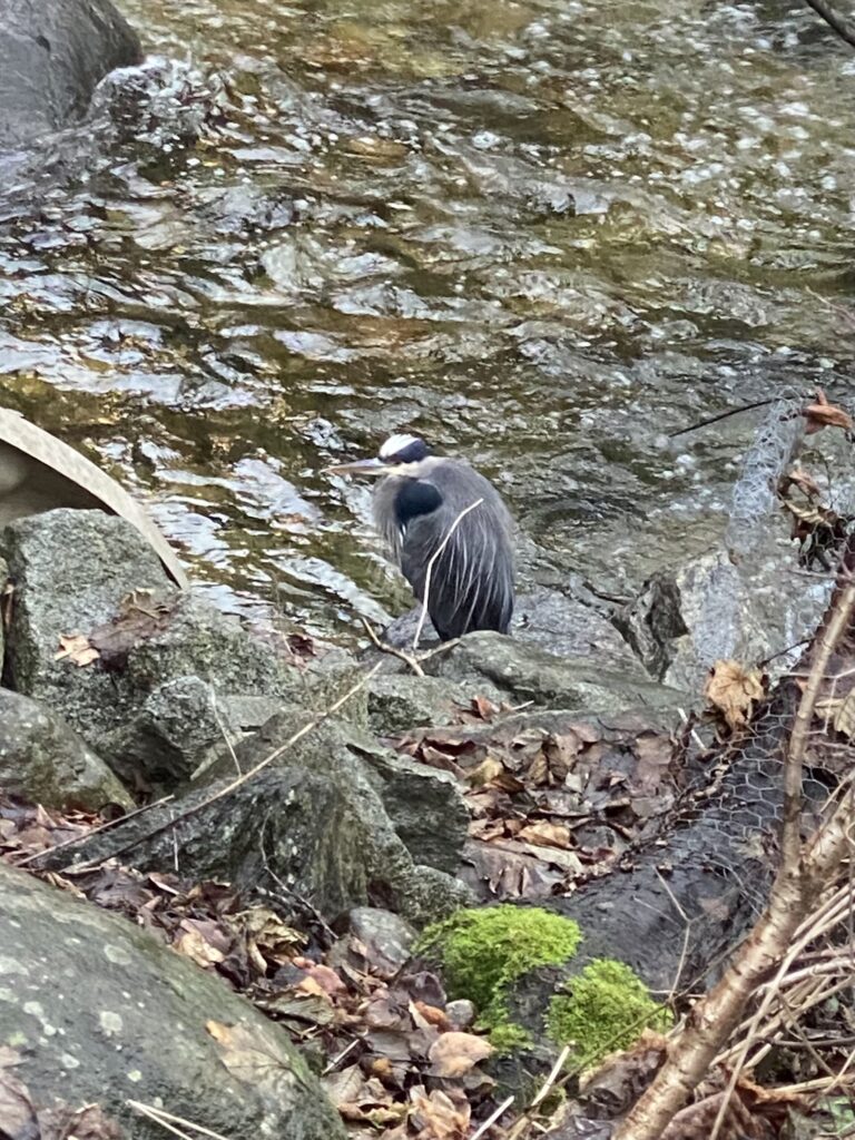 January 9, 2023 Heron Camouflaged in the Creek