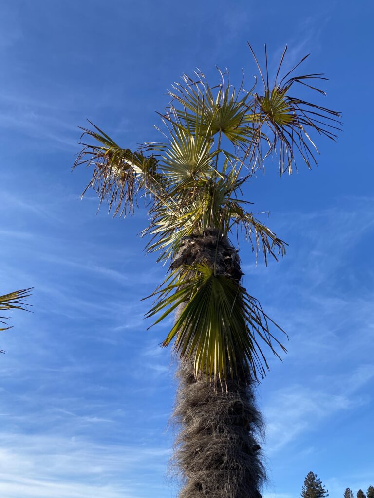 January 14, 2023 Windmill Palm at the Beach