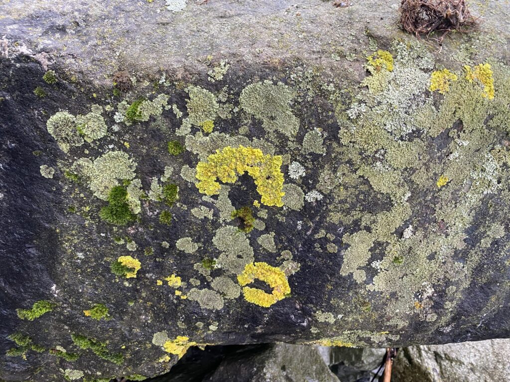 January 21, 2023 Lichen Painting Nature