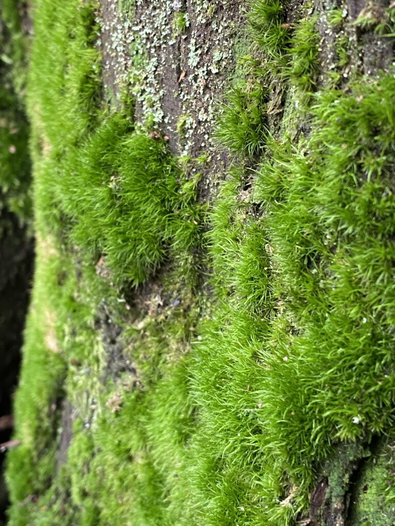 February 1, 2023 All the Moss Things