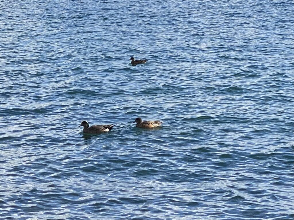 February 10, 2023 Swim Little Ducks